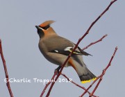 0J6A2718Bohemian_Waxwing