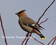 0J6A2721Bohemian_Waxwing