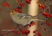 0J6A2808Pine_Grosbeak