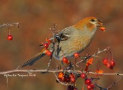 0J6A2834Pine_Grosbeak