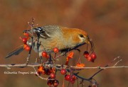 0J6A2843Pine_Grosbeak