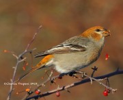 0J6A2855Pine_GRosbeak