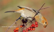 0J6A2892Pine_Grosbeak