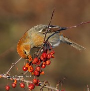 0J6A2952Pine_Grosbeak
