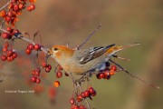 0J6A2983Pine_Grosbeak