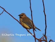 819A0109Cedar_Waxwing