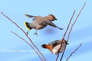 819A0123Bohemian_Waxwings