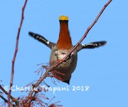 819A0198Bohemian_Waxwing