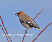 819A0208Bohemian_Waxwing