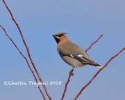 819A0211Bohemian_Waxwing
