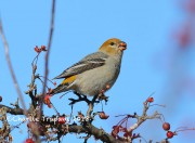 819A0229Pine_Grosbeak