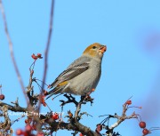 819A0245Pine_Grosbeak
