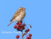 819A0258Purple_Finch