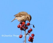 819A0264Purple_Finch