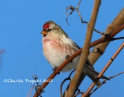 819A0272Common_Redpoll