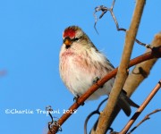 819A0276Common_Redpoll
