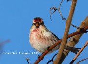 819A0287Common_Redpoll