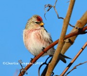 819A0295Common_Redpoll