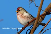 819A0300Common_Redpoll