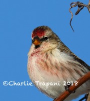 819A0301Common_Redpoll
