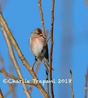 819A0313Common_Redpoll