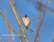 819A0340Common_Redpoll