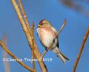819A0347Common_Redpoll
