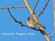 819A0351Common_Redpoll