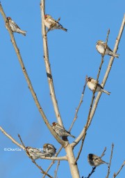 819A0354Common_Redpolls