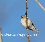 819A0360Redpoll