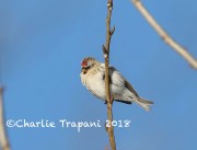 819A0367Redpoll