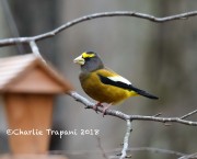 819A9545Evening_Grosbeak