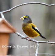 819A9553Evening_Grosbeak