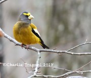 819A9564Evening_Grosbeak
