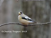 819A9579Evening_Grosbeak