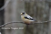 819A9581Evening_Grosbeak
