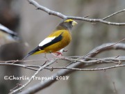 819A9584Evening_Grosbeak
