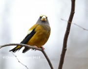 819A9615Evening_Grosbeak