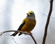 819A9618Evening_Grosbeak