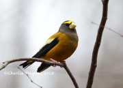 819A9632Evening_Grosbeak