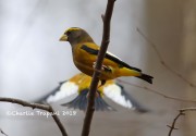 819A9637Evening_Grosbeak