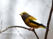 819A9643Evening_Grosbeak