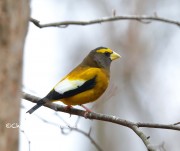 819A9646Evening_Grosbeak