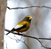 819A9647Evening_Grosbeak