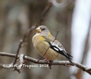 819A9657Evening_Grosbeak