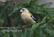 819A9694Evening_Grosbeak
