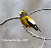 819A9698Evening_Grosbeak