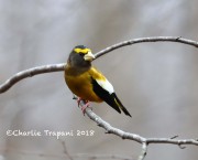 819A9705Evening_Grosbeak
