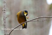 819A9722Evening_Grosbeak