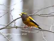 819A9824Evening_Grosbeak